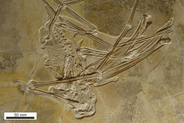 “The jaws of this pterosaur are really long and lined with small, fine, hooked teeth, with tiny spaces between them like a nit comb.