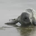 A seal pup was recently rescued on Tramore beach in County Waterford. Footage By: Tramore Eco Group