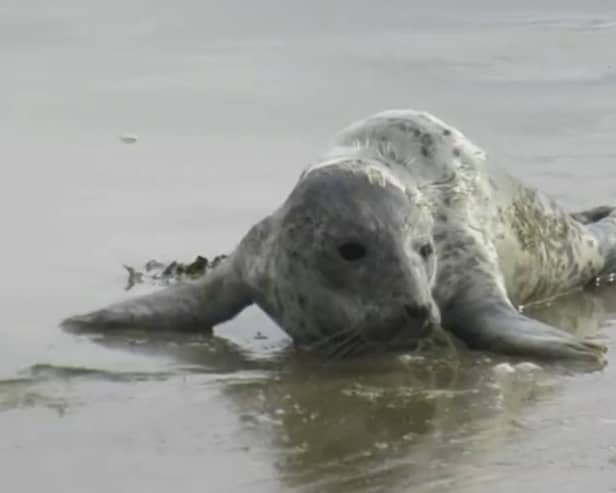 A seal pup was recently rescued on Tramore beach in County Waterford. Footage By: Tramore Eco Group
