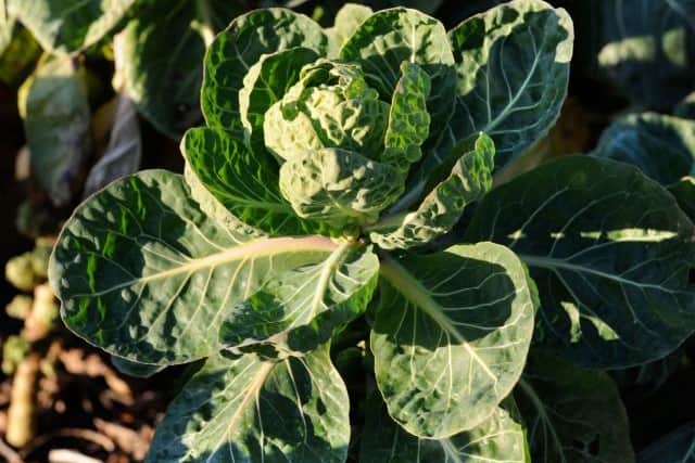 Autumn is an ideal time for improving your soil, especially for barren borders and veg patches that are settling down after a busy growing period, she advises. “To get the soil ready for planting, it’s key to prepare the space to free it from weeds and debris, whilst also breaking up the soil structure to help your plants grow their best.”