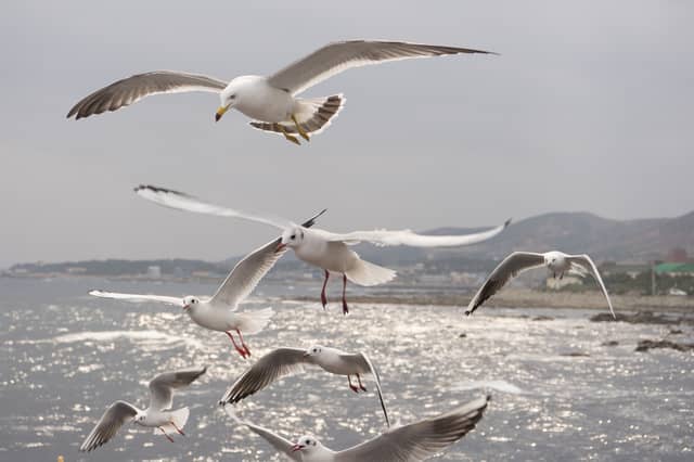 Pest birds spread infections through their droppings, which contain bacteria
