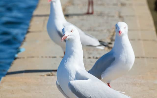 There are a number of practical steps that people can take to prevent the presence of these pest birds on their premises