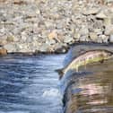 Salmon and sea trout angling licence for 2020 now available online