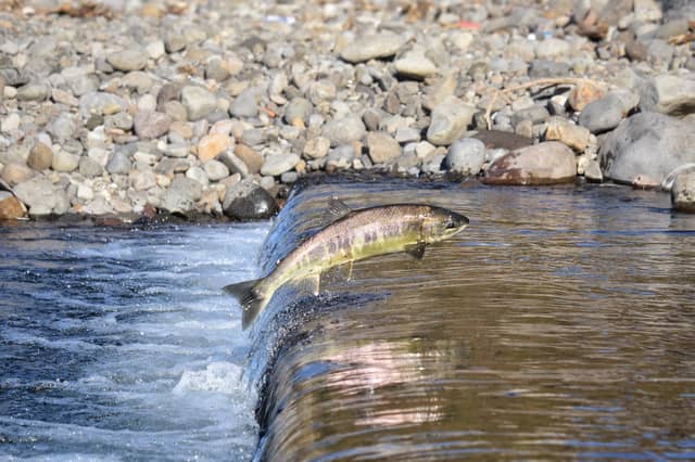 Salmon and sea trout angling licence for 2020 now available online