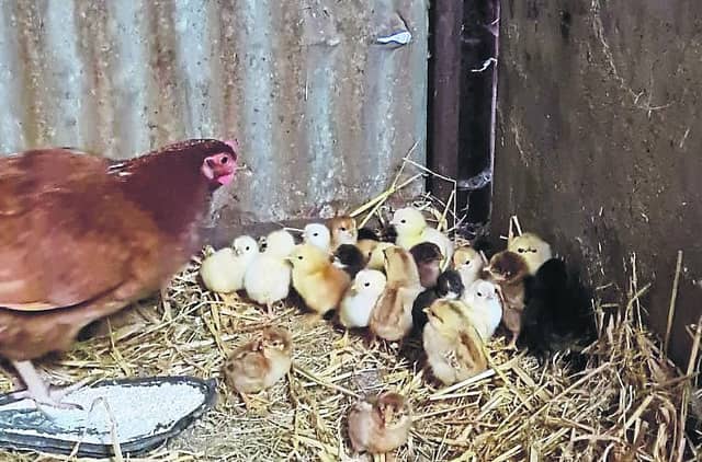 Eggtraordinary! Hen in Offaly hatches phenomenal of chicks in one brood
