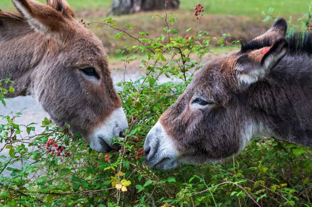 While it may be well-intentioned, the feeding of bread, food scraps, fruit or vegetables to horses or donkeys may cause severe illness, choking or death