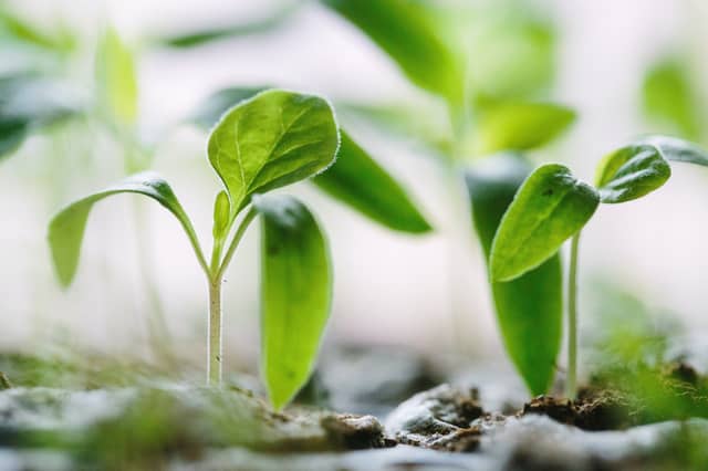 Communities across Ireland were encouraged to come together to become more sustainable and connected through growing food together