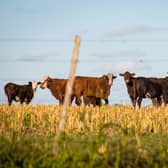 If you suspect an animal may be heat stressed, it is vital to act quickly