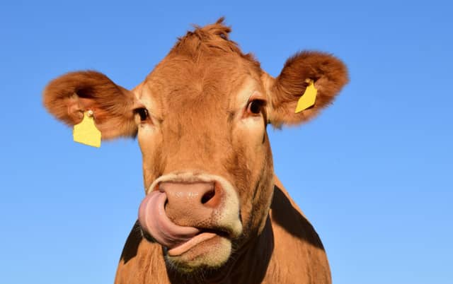 The Dungarvan Agricultural Show is on this Sunday, July 10 in Ballygagin, County Waterford.