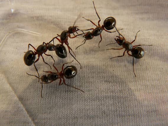 Pest control company reports rise in callouts for ant infestations in Waterford homes