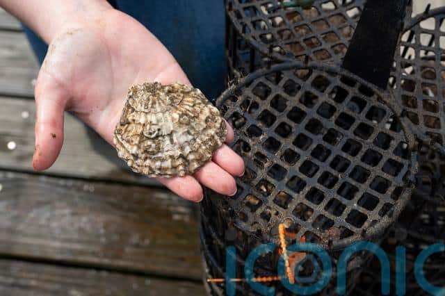 Now a native oyster nursery at Bangor Marina, the first of its kind on the island of Ireland, aims to boost numbers to help the species flourish once more.