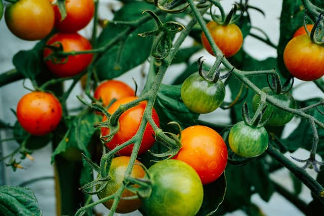 Energia Get Ireland Growing was first launched in 2016 to promote community food growing projects nationwide.