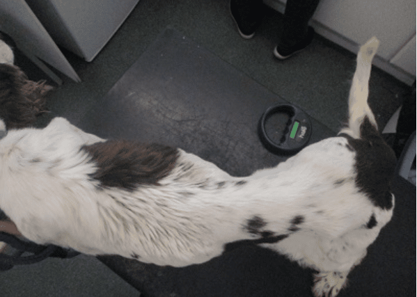 According to the ISPCA, dogs Molly and Max were rescued by Inspector Alice Lacey from what was described as "a filthy pen" without adequate food or water. 