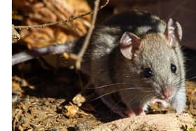 Boom time for rats and our cars
