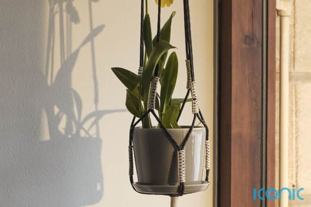 3. Hang house plants aplenty