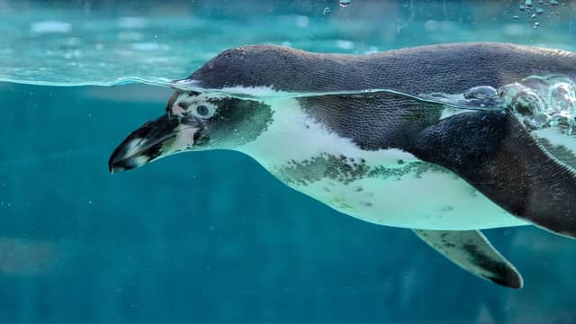 A Humboldt penguin. Photo: Pixabay