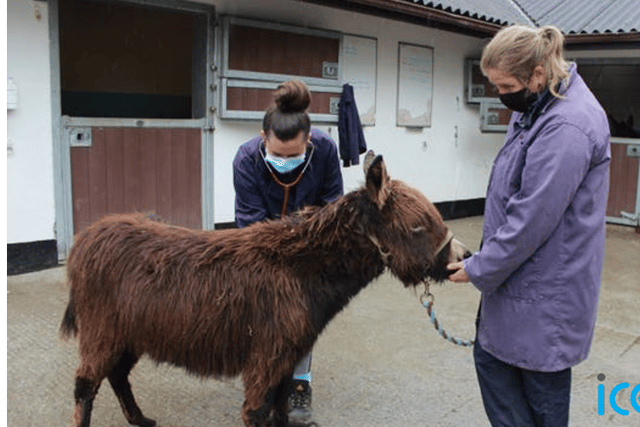 “We’ve rescued and taken donkeys into our care that have really just suffered as a result of a lack of awareness about what good donkey welfare looks like and how donkeys need to be looked after.