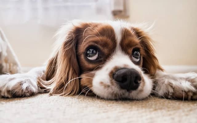 Funding announced for Waterford animal shelters