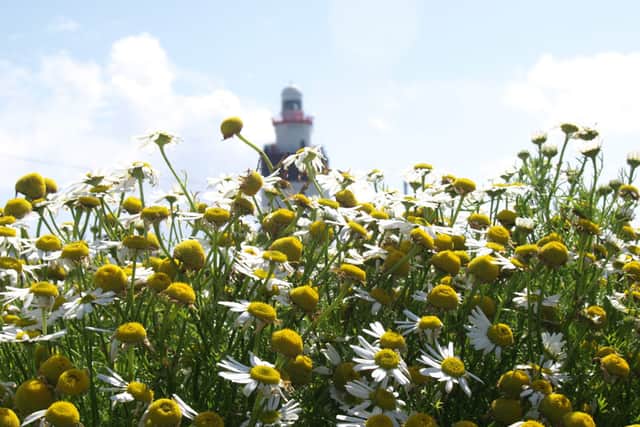 According to Hook Lighthouse, “The child who found the first daisy would win the hunt but lots of children would receive pennies from the families in the area.”