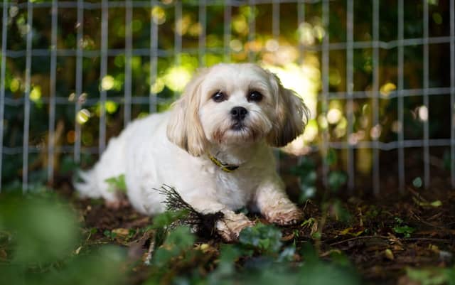 (Image: Dogs Trust Ireland)
