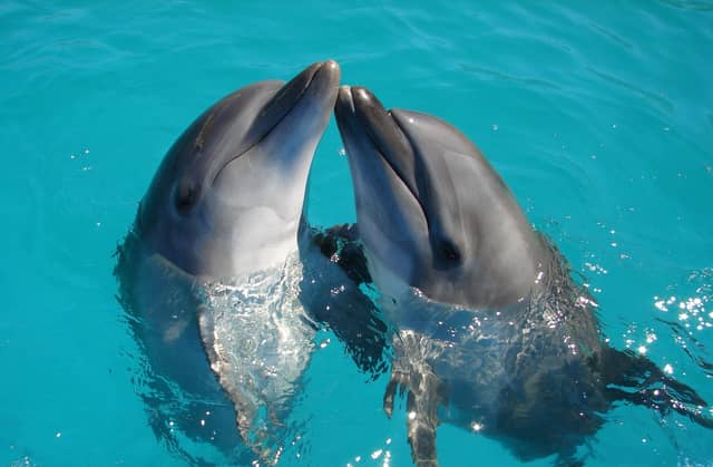 This is a welcome move by the company as attractions such as these have been widely criticised and opposed by many on the grounds of animal cruelty.
