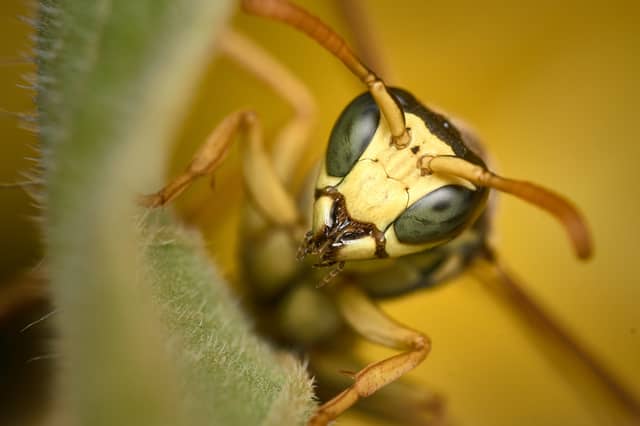 Autumn months see higher levels of activity and aggression from wasps