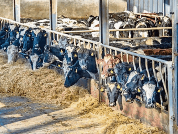 File Pic: Cows are a large contributor to methane emissions
