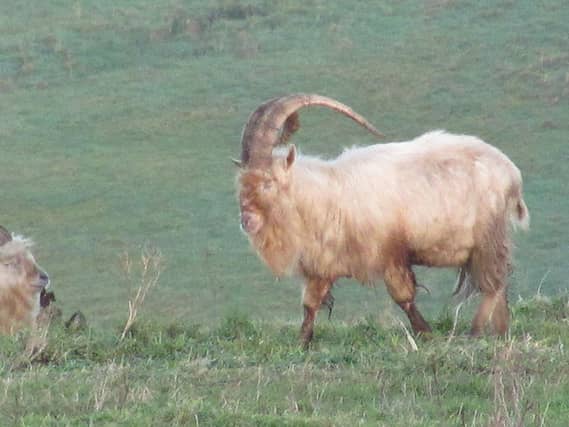 Protection status sought for endangered species unique to Waterford