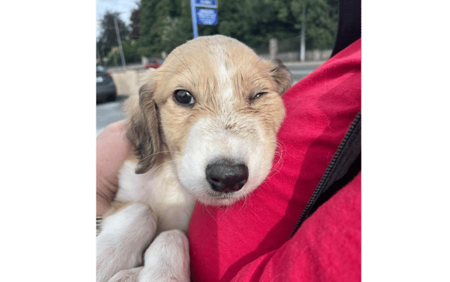 The puppy has a broken jaw and fractured skull