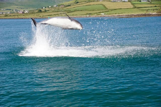 Dingle event to mark the life of beloved dolphin Fungie Pic: Shanan Brown/Facebook