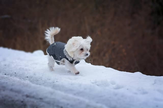 ISPCA pet care tips and advice during frost and snow