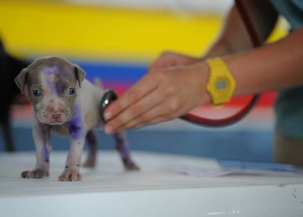 229 new vets and 107 new veterinary nurses register with Veterinary Council of Ireland
