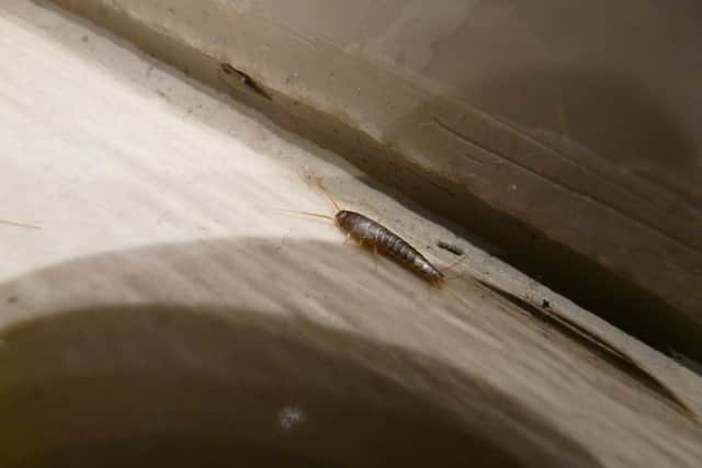 Silverfish measure approximately one centimetre in length, are silver or grey in colour and are teardrop shaped with tiny scales and two antennae. The insects can lay up to 60 eggs every day, so a small problem can quickly become a large one if you find them on your premises.