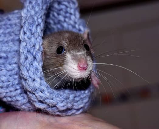 Rentokil has issued a winter pests warning