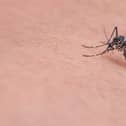 Rentokil experience 39% increase in callouts for biting insect