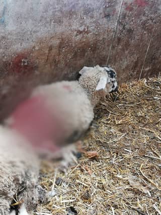 Gardaí issue warning over dogs worrying sheep in Offaly