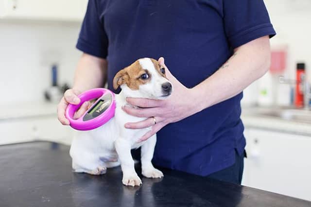 ISPCA highlight importance of microchipping