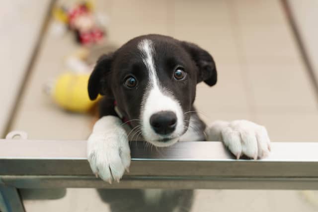 Online search for buying a puppy has increased 400%