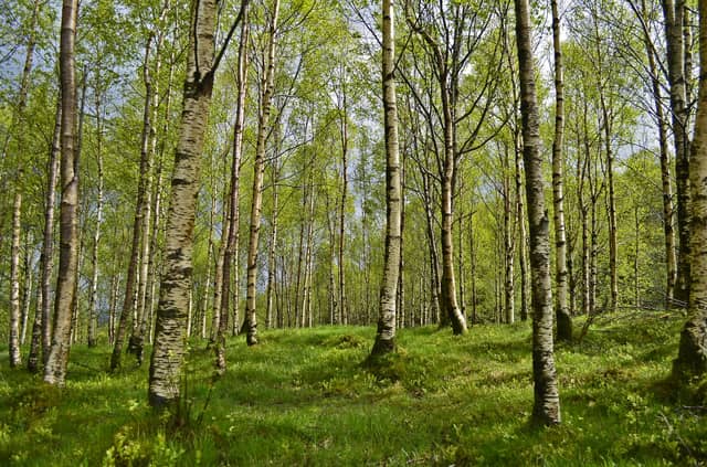 No charge at Coillte Forest Parks as Phase 1 of Government Roadmap begins