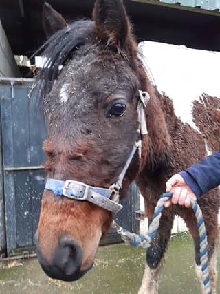 ISPCA rescue pony left tied to electricity pole in Clonmel, County Tipperary