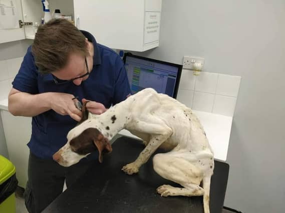 Badly emaciated dog sold online in the South East for €50