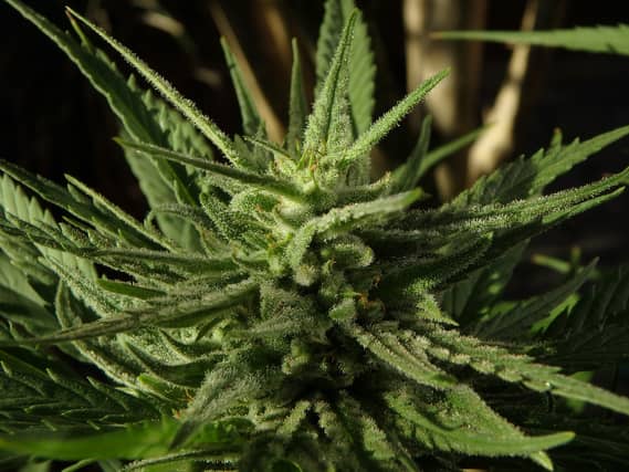 LIT Clonmel student Ciara Manning wants Ireland to vote on legalising marijuana