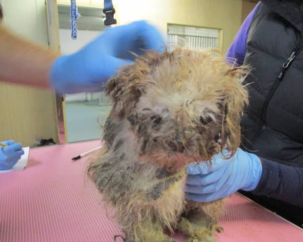 ISPCA remove eight dogs from terrible living conditions in County Cork
