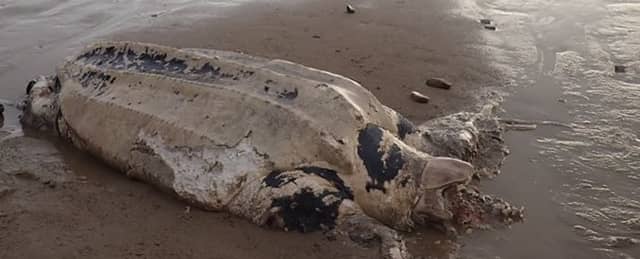 'Badly decomposed' sea turtle washes up on Waterford beach