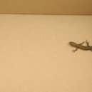 Lizard found in North Leitrim