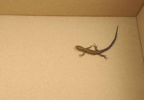 Lizard found in North Leitrim