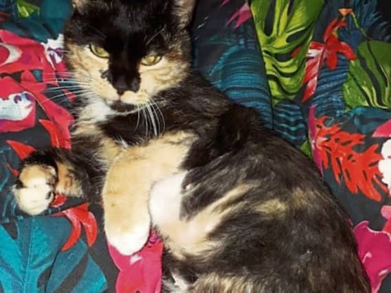 Missing cat Gilly