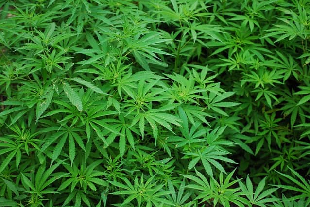 Five-year Medical Cannabis Access Programme pilot