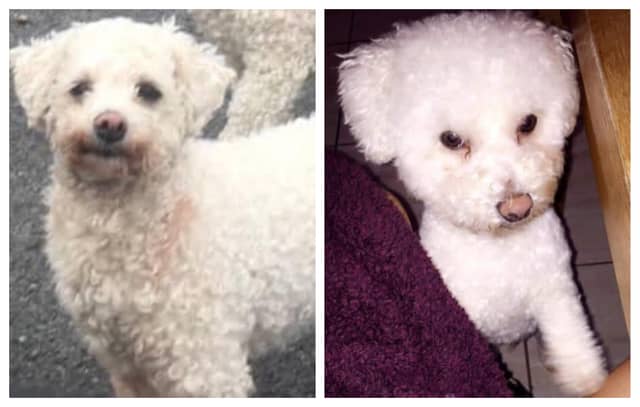 Waterford warned of pet thieves as two dogs vanish from same street
