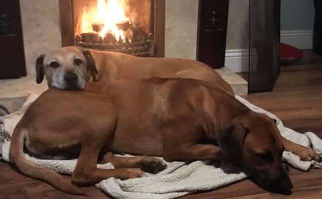Harley (front) before going missing on December 3